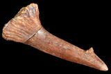 Fossil Sawfish (Onchopristis) Rostral Barb- Morocco #106468-1
